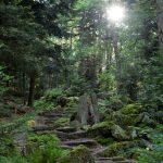 Der Märchenwald in der Märchensammlung der Brüder Grimm